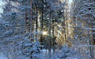 Зима лес утро