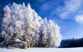 Деревья в зимнем убранстве