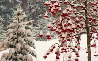 Красная рябина в зимнем лесу