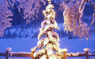 Елочка в снегу