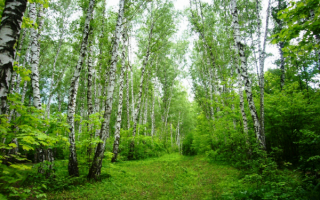 Лето в березовом лесу