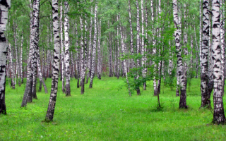 Трава березы лето
