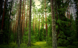 Лес сосны лето