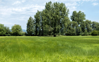 Летняя картинка