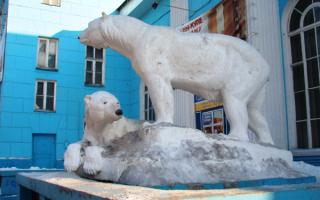 Белые медведи в Мурманске
