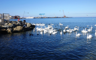 Перелетные птицы зимуют в Анапе