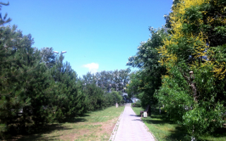 Аллея в Витязево