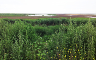 Витязевский лиман