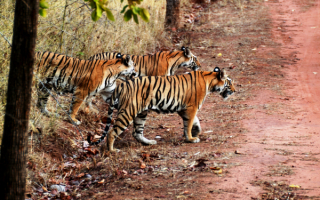 Бенгальские тигры в национальном парке Индии