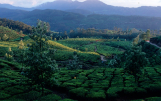 Индия. Чайные плантации в Мунаре