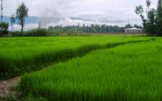 Рисовое поле в Индии