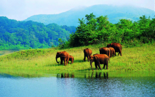 Слоны в национальном парке Индии