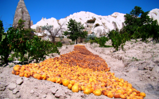 Турция. Так сушат абрикосы в Каппадокии