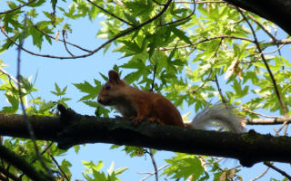 Белка на ветке