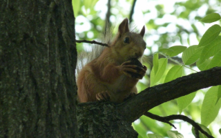 Белка на дереве