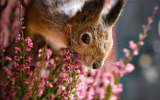Белка в цветах