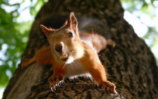 Белка спускается с дерева