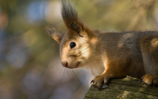 Ушастая белка