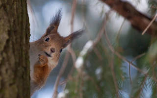 Белка выглядывает
