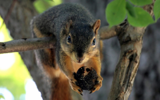 Белка зависает