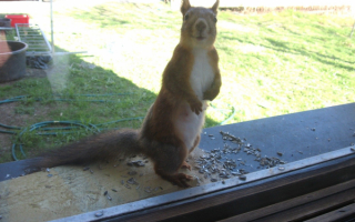 Белка за окном