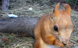 Белка что-то ест