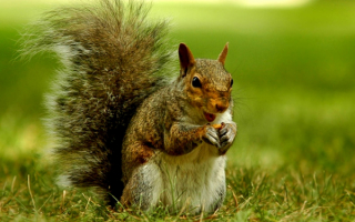 Белка на траве