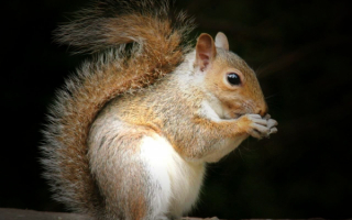 Белка с пушистым хвостом