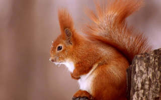 Белка зимой