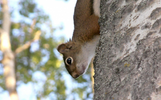 Белка на дереве