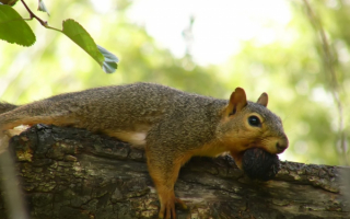 Белка с орехом