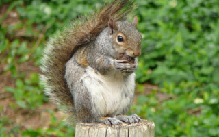 Белка  на  пеньке