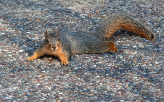 Белка  на земле