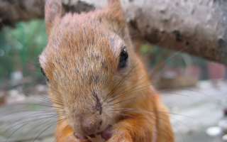 Белка на дереве