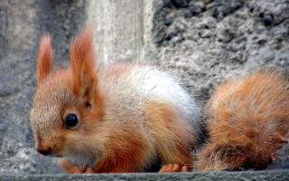 Рыжая белка