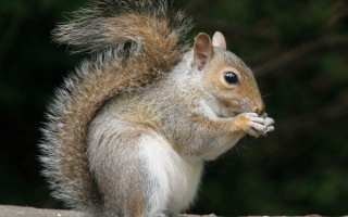 Белка песенки поет