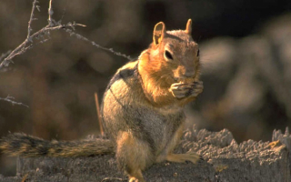 Белка грызун