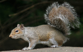 Белка  красивая