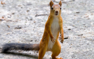 Рыжая  шустрая белка