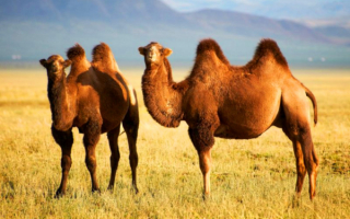 Верблюды в монгольской степи