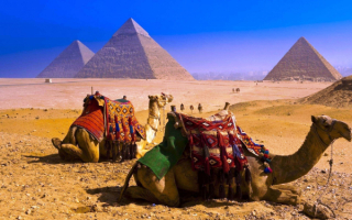 Верблюды у египетских пирамид