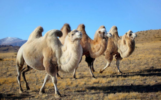 Красавцы монгольских степей верблюды