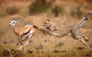 Гепард гонит антилопу