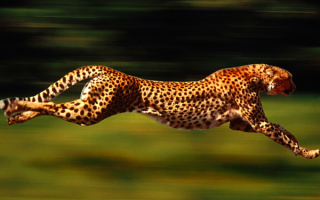 Стремительный бег гепарда