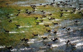 Антилопы в саванне в сезон дождей