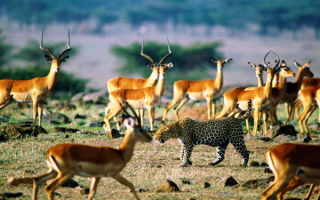 Антилопы и леопард