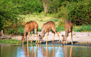 Антилопы куду на водопое