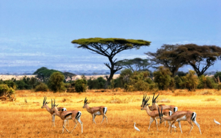 Антилопы в африканской саванне