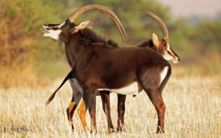Саблерогие антилопы
