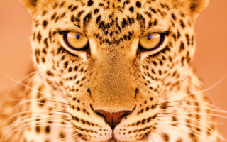 Глаза леопарда